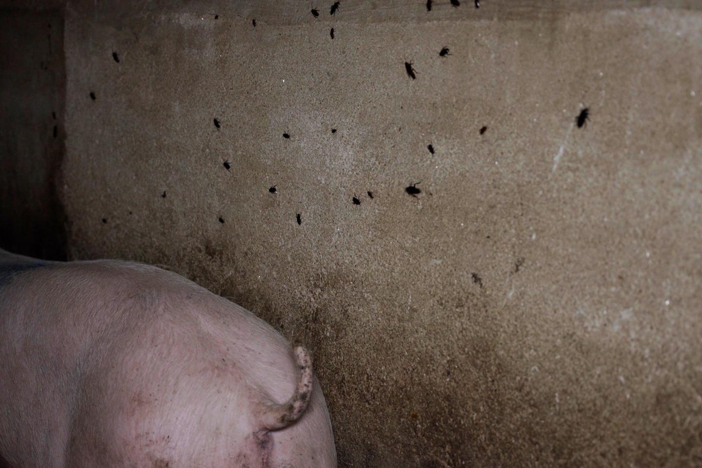 L214 dénonce une infestation de cafards dans deux élevages de cochons, la préfecture ne relève « aucune non-conformité » après un contrôle
