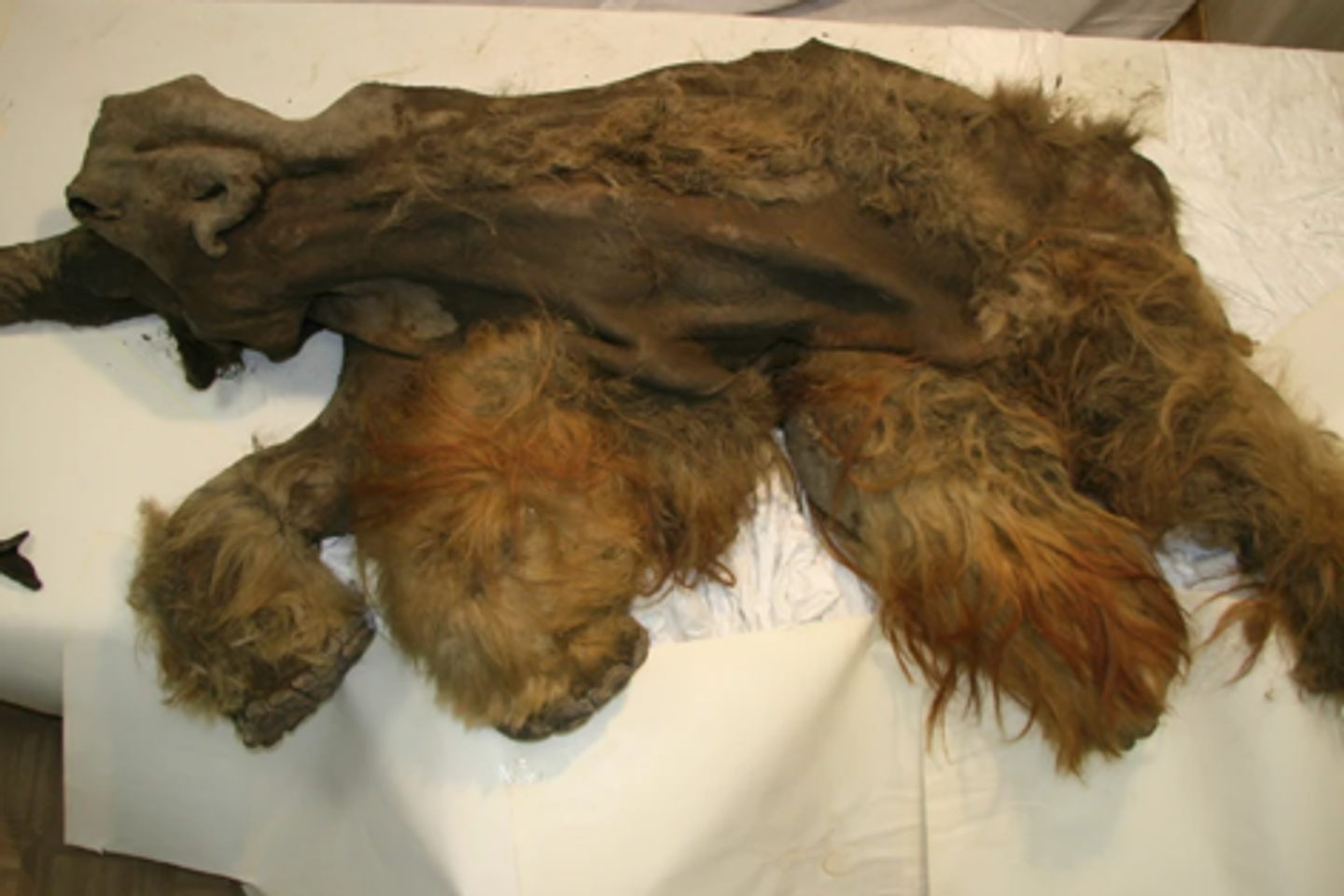 L’ARN d’un mammouth laineux conservé dans le pergélisol refait surface après 40 000 ans L’ARN d’un mammouth laineux conservé dans le pergélisol refait surface après 40 000 ans