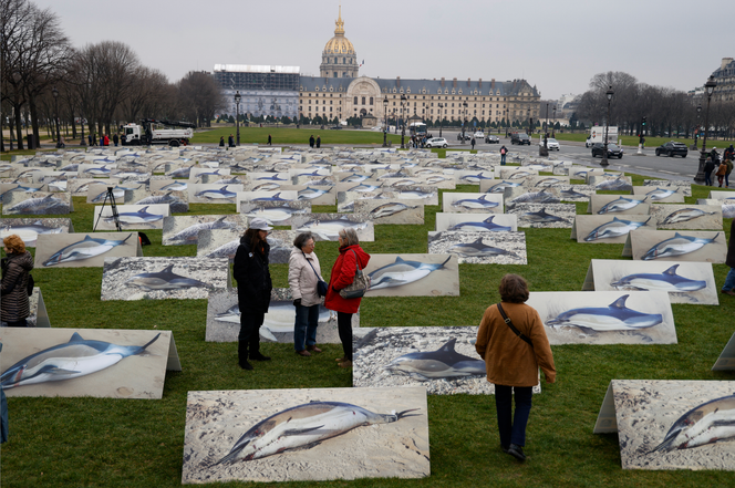 Lors d’une action d’une association de défense des droits des animaux montrant des dauphins tués dans les filets de pêche dans le golfe de Gascogne, à Paris, le 22 février 2023.