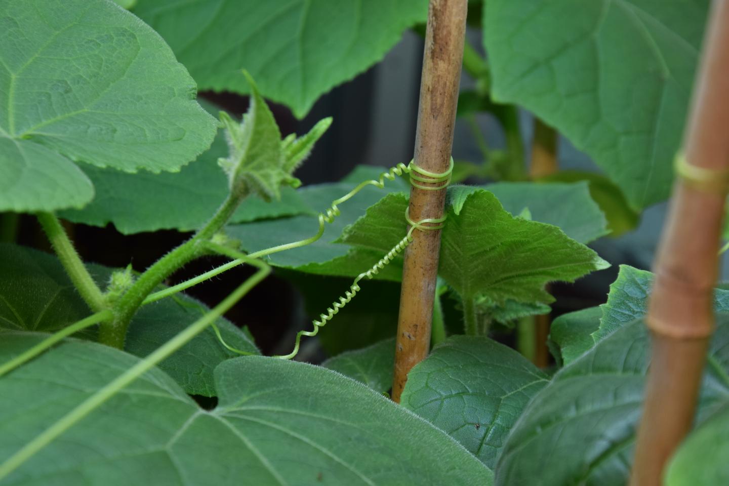 Avec ses vrilles, le cornichon ne manque pas de ressort pour grandir
