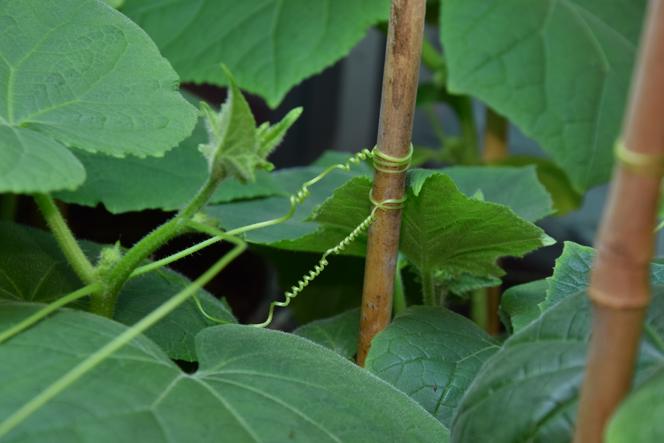 Vrille de cucurbitacée accrochée à son support.