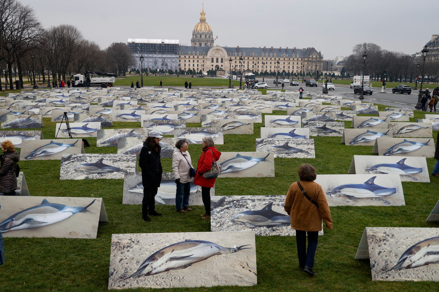 Mois sans pêche dans le golfe de Gascogne : les captures de dauphins réduites de 60 % en 2025