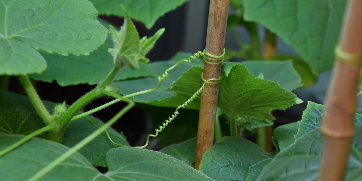 Avec ses vrilles, le cornichon ne manque pas de ressort pour grandir