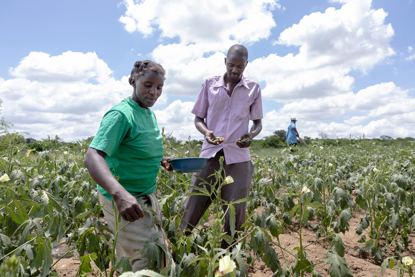 Au Kenya, les petits agriculteurs emportent une victoire décisive contre l’agro-industrie