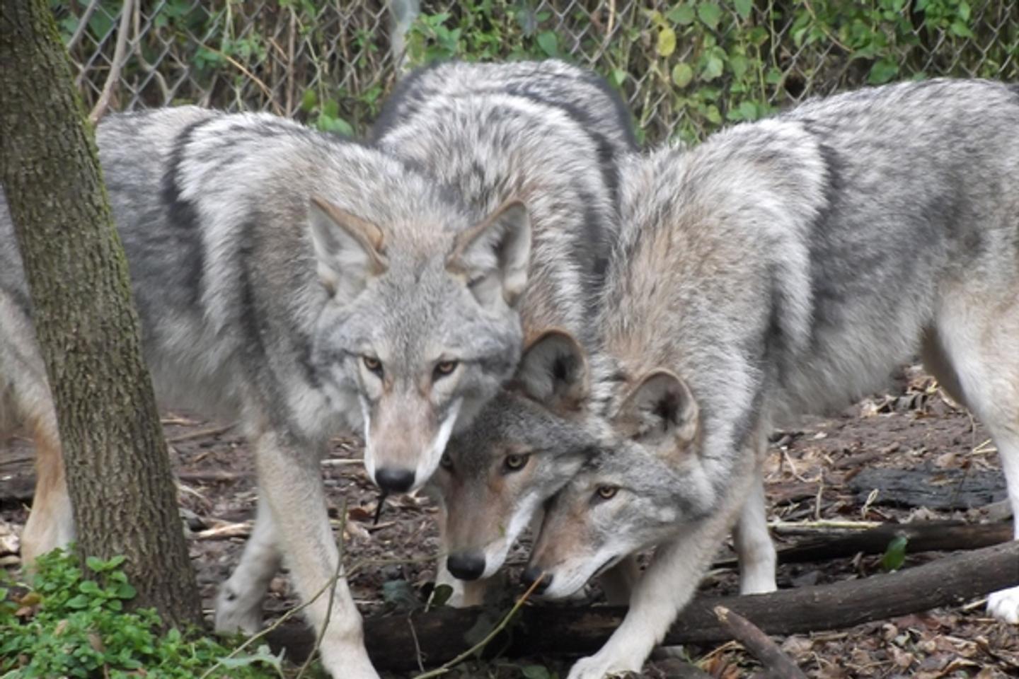 A Toronto, les habitants doivent apprendre Ã  cohabiter avec le Â«Â coyloupÂ Â»