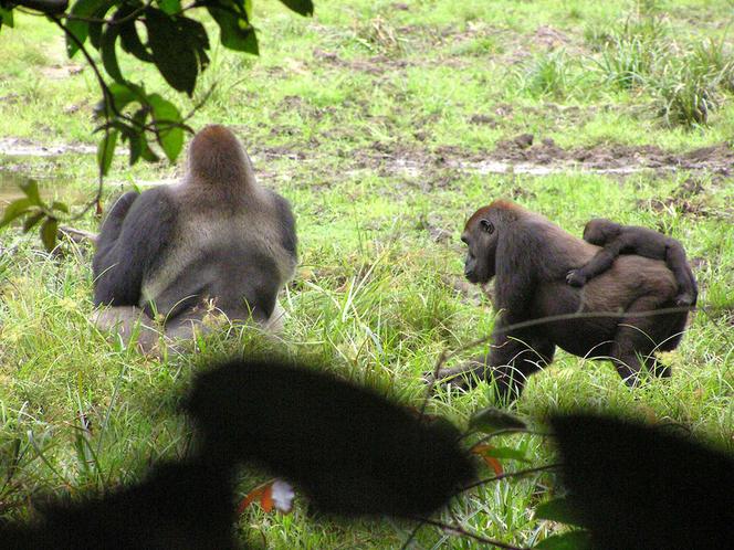 Un groupe de gorilles dos argenté : un mâle et une femelle portant un petit, en Centrafrique, en janvier 2021.