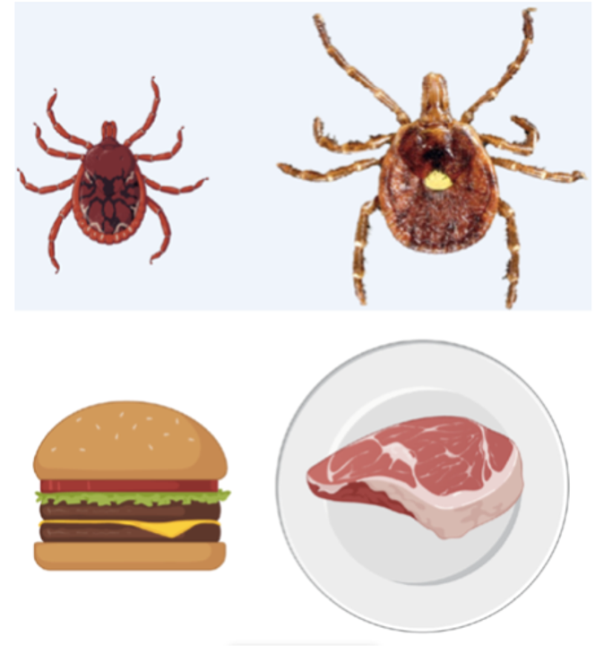 Le syndrome alpha-gal est associé aux morsures de tiques. Les sujets allergiques sont sensibilisés à un
sucre présent dans la viande de mammifères.