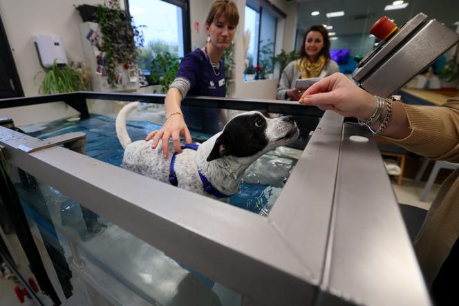 Au centre hospitalier vétérinaire AniCura Nordvet, à La Madeleine (Nord), le 26 janvier 2024.
