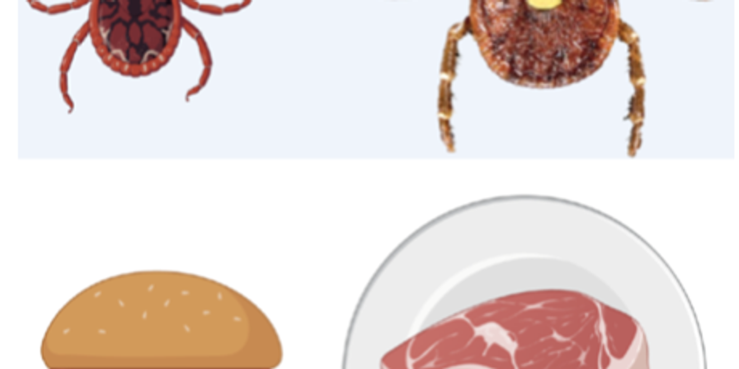 Syndrome alpha-gal : quand des morsures de tiques déclenchent une allergie à la viande rouge