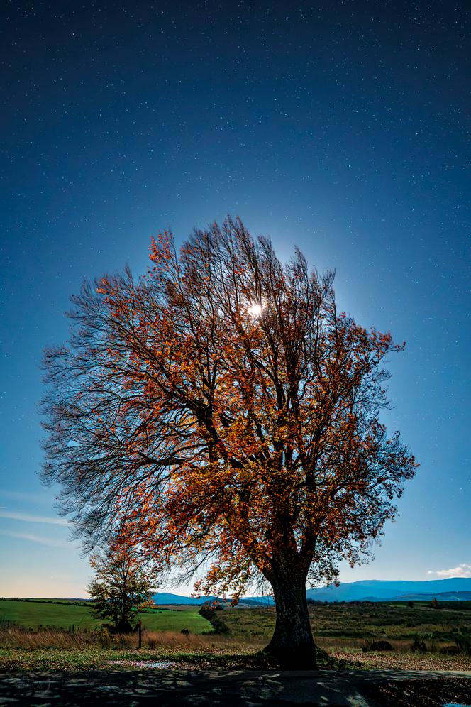Guirlande de feuilles martiennes dans un grand hêtre offert aux rayons de la Lune sous un ciel piqué d’étoiles.