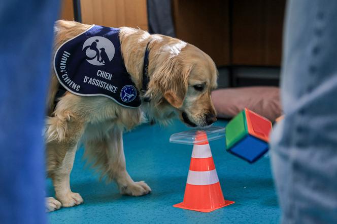 Un chien d’assistance formé jusqu’à sa remise aux bénéficiaires, à Sierentz (Haut-Rhin), le 13 mars 2025.