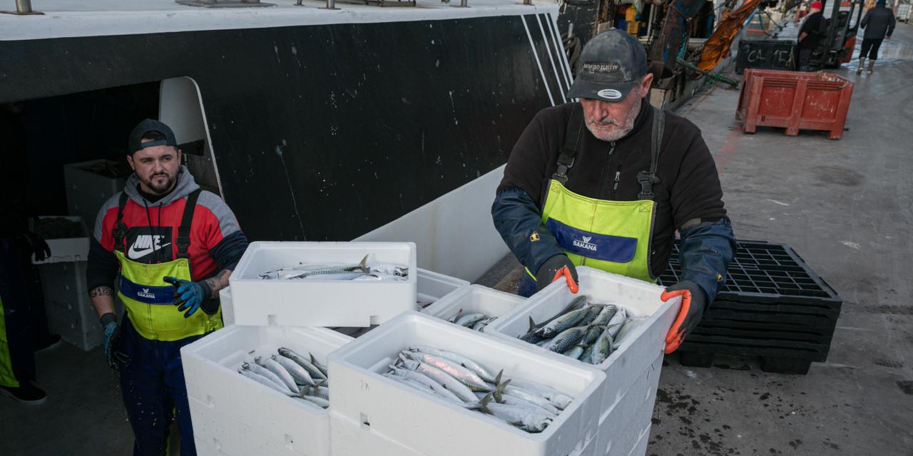 Pêcheurs débarquant les bacs de poisson pour la vente à la Criée, depuis le Raymond-Elise IV après leur journée de pêche, mercredi 26 novembre 2025. ANDREA MANTOVANI POUR « LE MONDE »