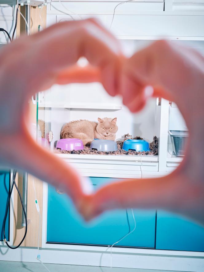 La chatte Maya dans son box, à la Clinique vétérinaire du parc, à Maisons-Laffitte (Yvelines), le 18 novembre 2025.
