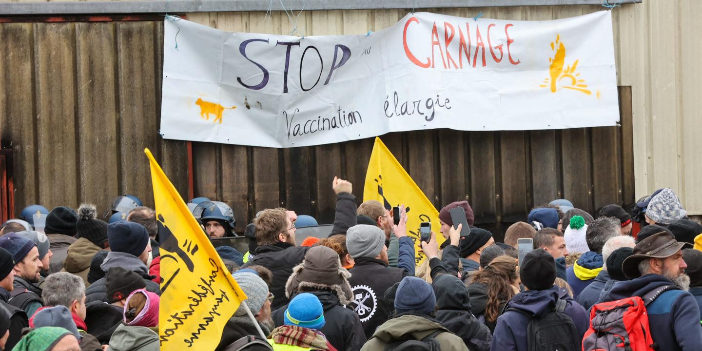 Dermatose nodulaire : des centaines d’éleveurs mobilisés contre l’abattage massif des bovins