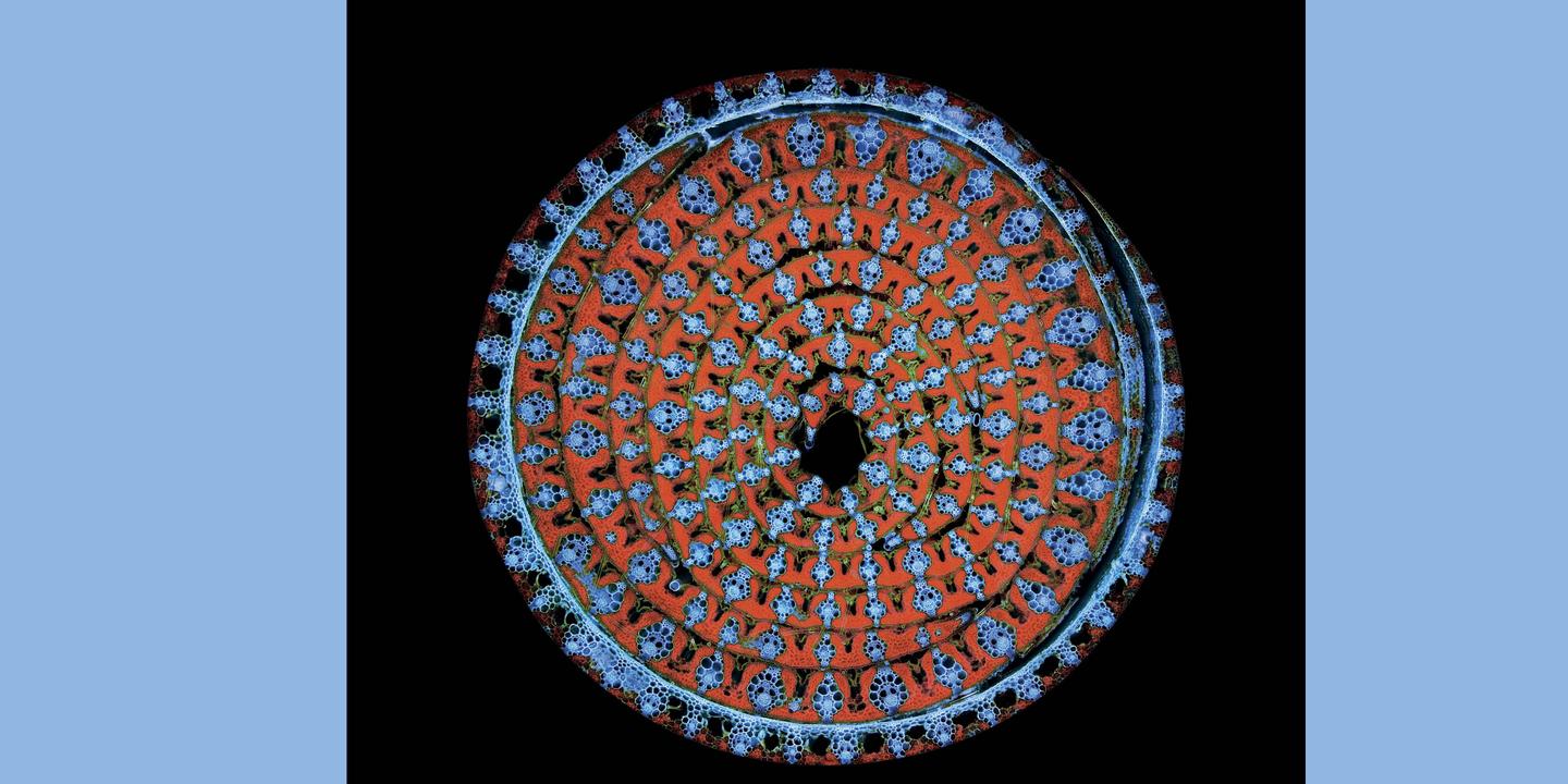 La sélection des beaux livres scientifiques à mettre sous le sapin