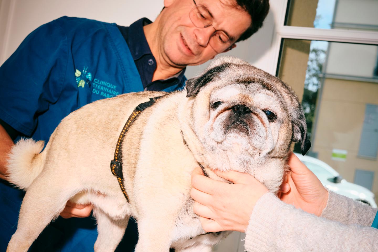 « Je me retrouve à examiner des animaux “enfants rois” » : face aux « pet parents », des vétérinaires au bord de la crise de nerfs « Je me retrouve à examiner des animaux “enfants rois” » : face aux « pet parents », des vétérinaires au bord de la crise de nerfs