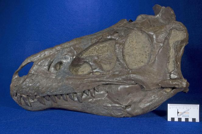 Le petit crâne, nommé CMNH 7541, découvert dans la formation Hell Creek, dans le Montana.