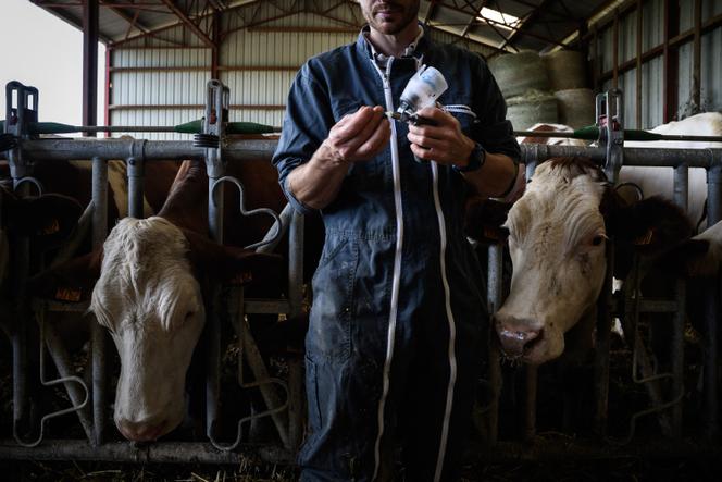 Un vétérinaire se prépare à vacciner des vaches contre la dermatose, dans une ferme d’Aviernoz (Haute-Savoie), le 22 juillet 2025. 