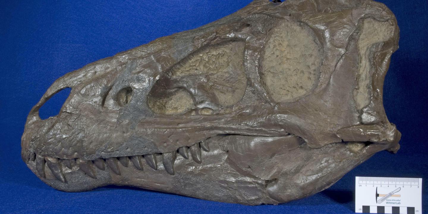 « Tyrannosaurus rex » : ses ados étaient en fait des adultes d’une autre espèce