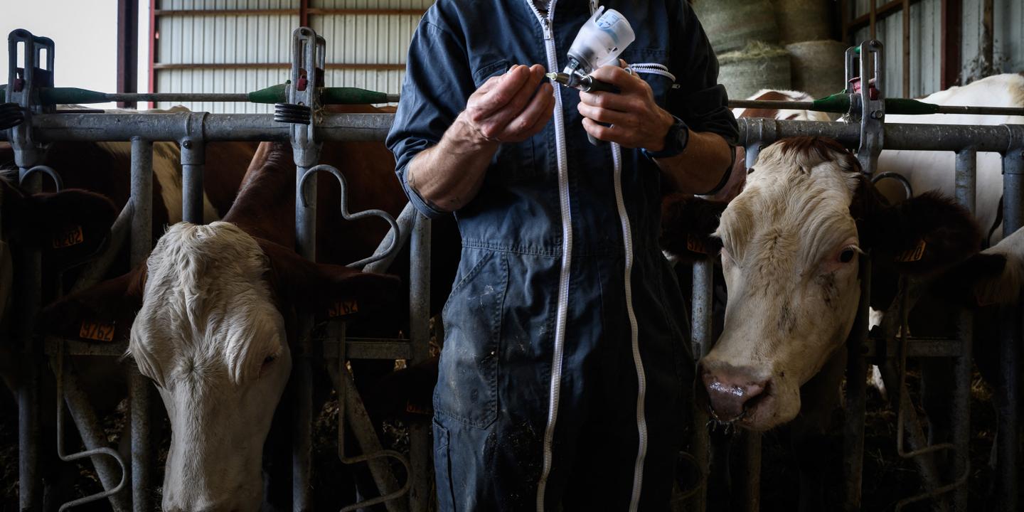Quatre bovins étaient contaminés par la dermatose dans le troupeau de quatre-vingt-trois bêtes abattues dans le Doubs