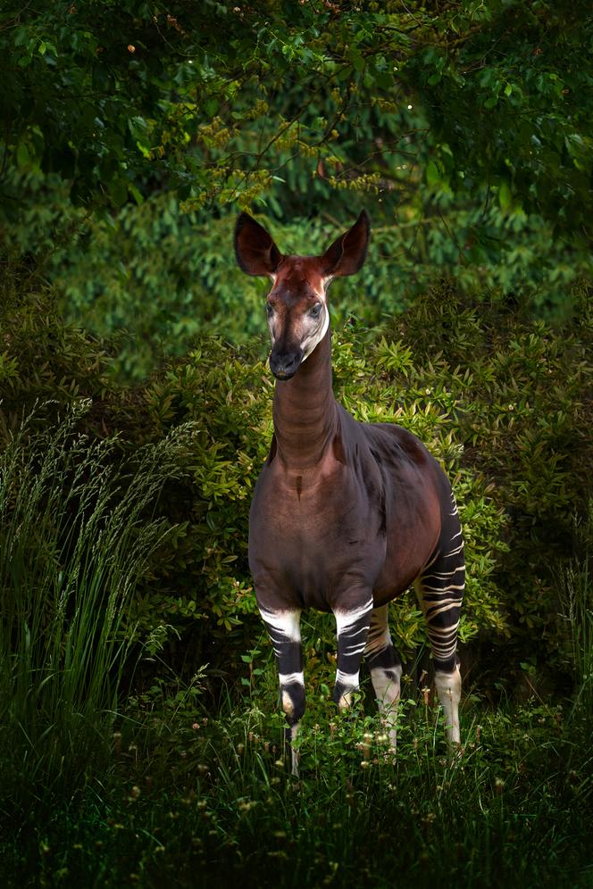Okapi, dans son habitat naturel, dans un parc national en République du Congo, le 12 juin 2021.