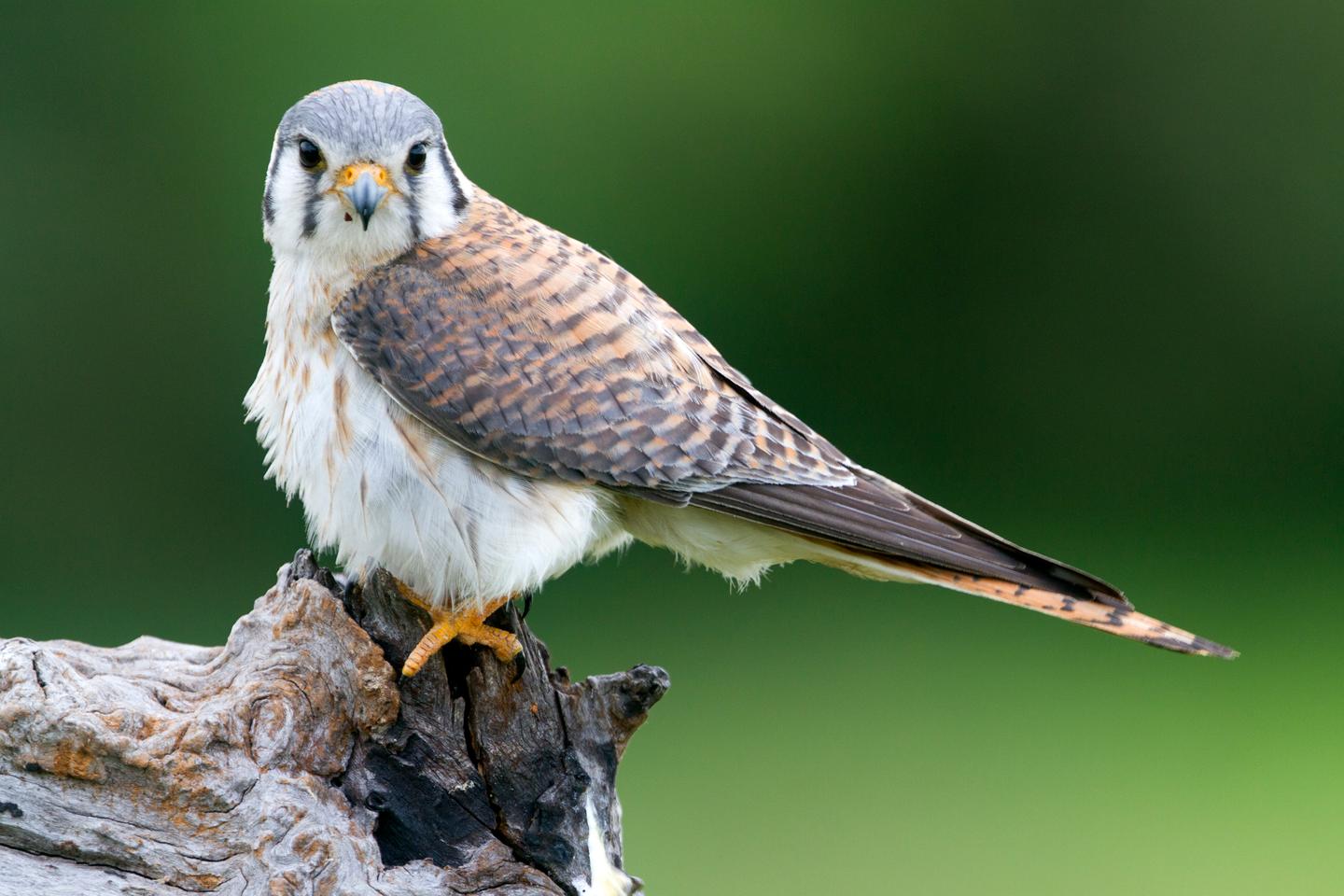 Les faucons, ces précieux alliés des producteurs de cerises Les faucons, ces précieux alliés des producteurs de cerises