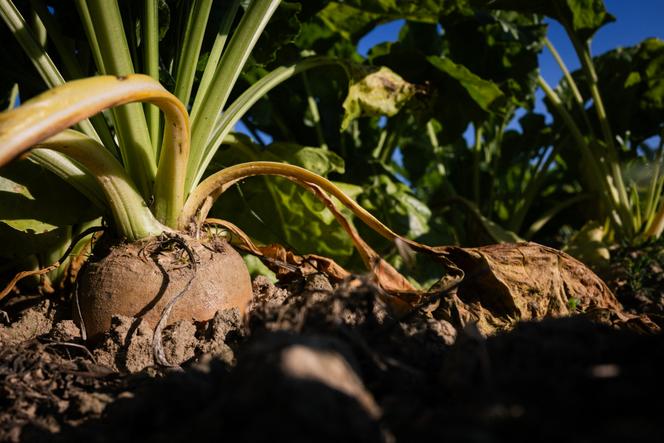 Une betterave sucrière dans un champ avant la récolte à Saint-Christophe-sur-Condé (Eure), le 11 août 2025.