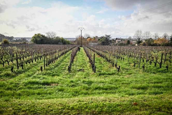 Parcelle de vignes, Villeneuve (Gironde), le 2 décembre 2025.