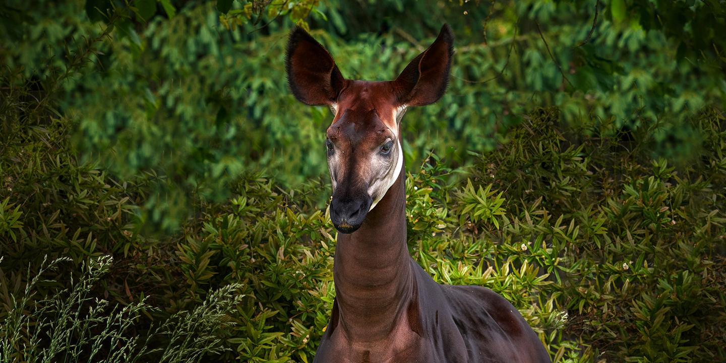 Des requins, des geckos et l’okapi désormais mieux protégés face à la menace du commerce