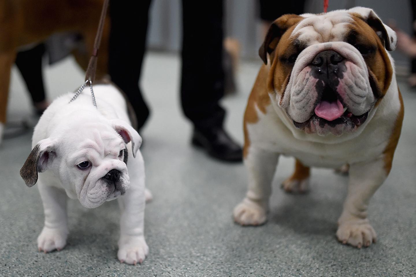 Museaux aplatis ou pattes trop courtes : quand la quête de chiens de race aux traits extrêmes nuit à leur santé Museaux aplatis ou pattes trop courtes : quand la quête de chiens de race aux traits extrêmes nuit à leur santé