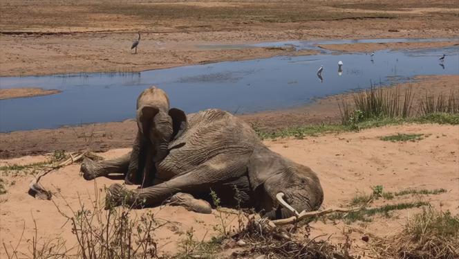 Image extraite du documentaire « Le Chagrin des animaux, mythe ou réalité ? », de Jacques Mitsch.