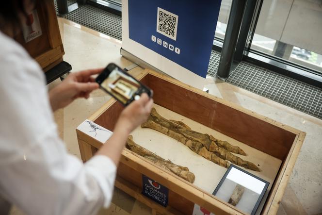 Les pattes d’un « Tarbosaurus », exposées au ministère de l’économie, à Paris, le 8 décembre 2025. 