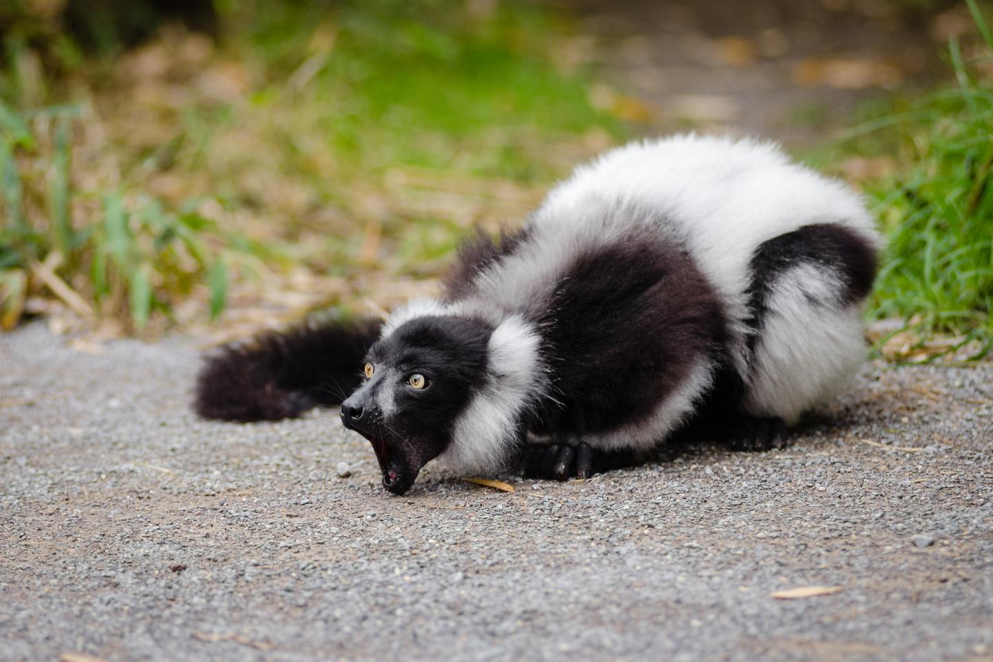 un homme meurt de la rage après avoir reçu une greffe de rein un homme meurt de la rage après avoir reçu une greffe de rein