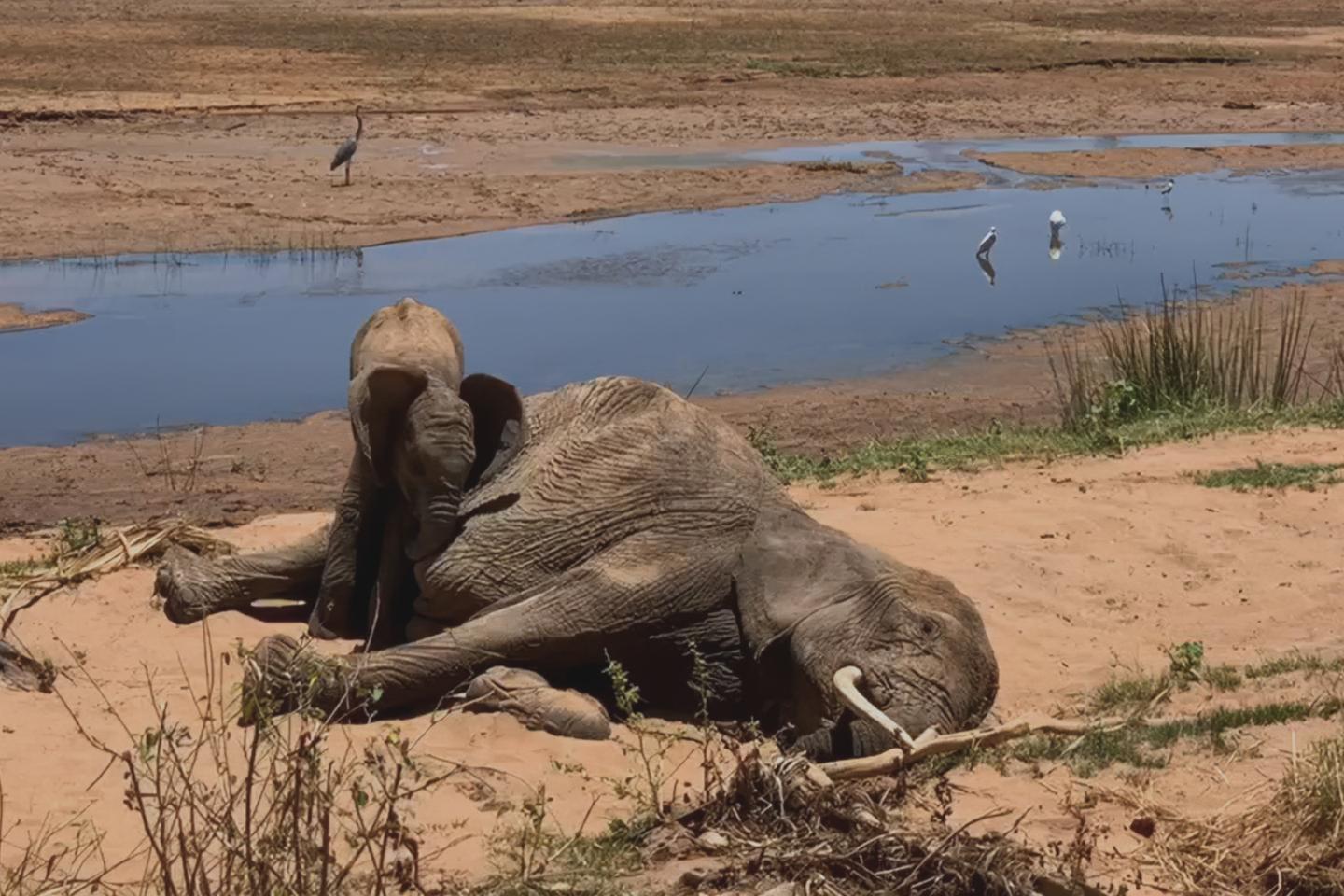 « Le Chagrin des animaux, mythe ou réalité ? », sur Arte : le comportement des bêtes face au deuil « Le Chagrin des animaux, mythe ou réalité ? », sur Arte : le comportement des bêtes face au deuil