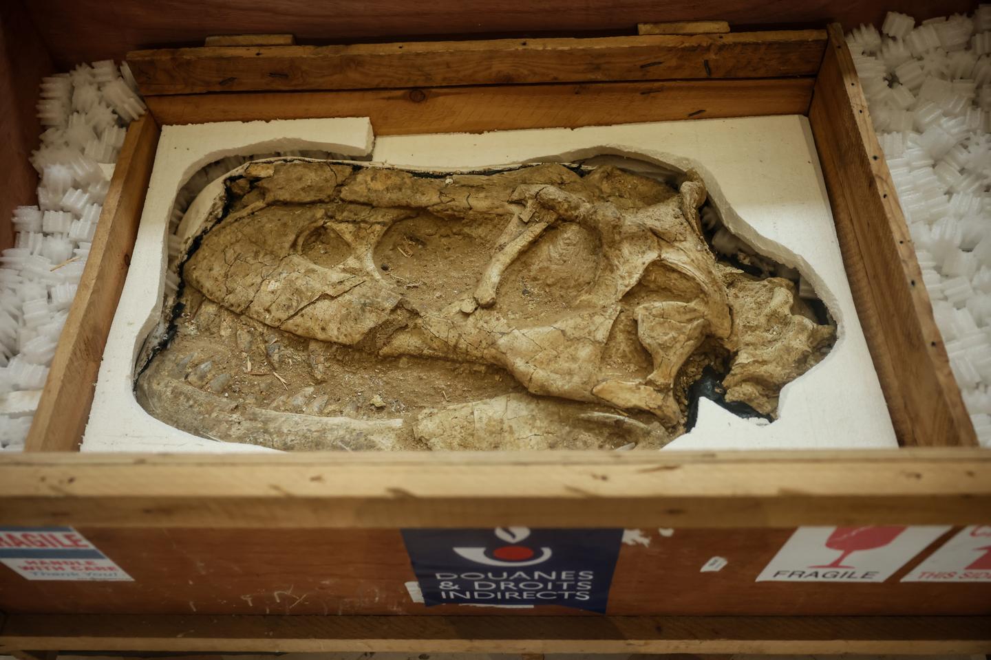 Restitution de fossiles de dinosaures à la Mongolie au terme d’un long processus judiciaire