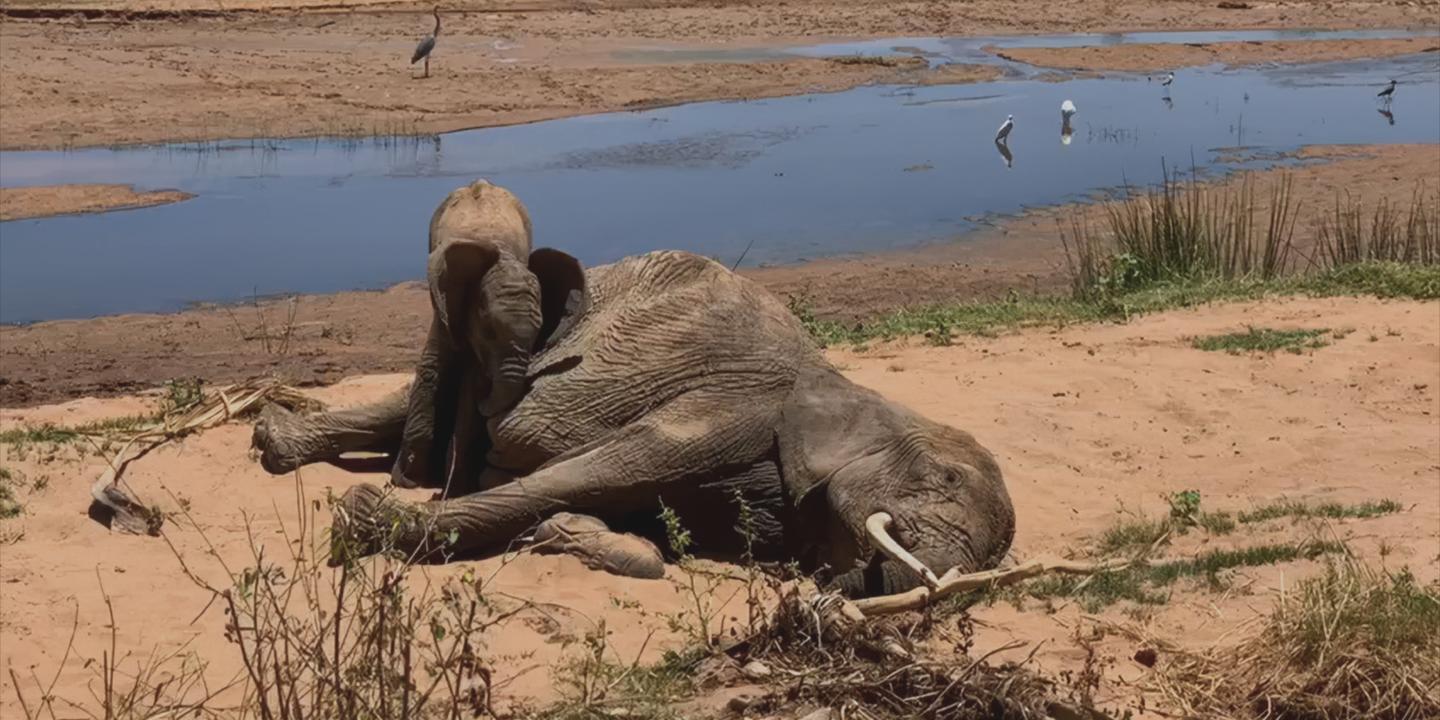« Le Chagrin des animaux, mythe ou réalité ? », sur Arte : le comportement des bêtes face au deuil