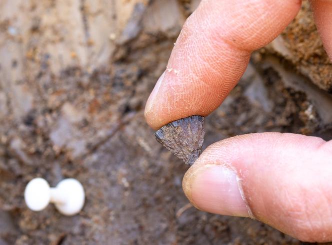 Découverte du premier fragment de pyrite en 2017, à Barnham, dans le Suffolk (Royaume-Uni).
