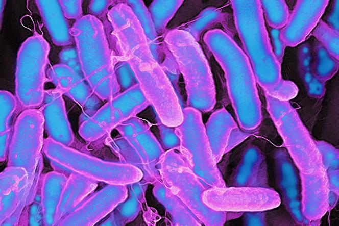 Image d’une bactérie « Escherichia coli » prise avec un microscope électronique.