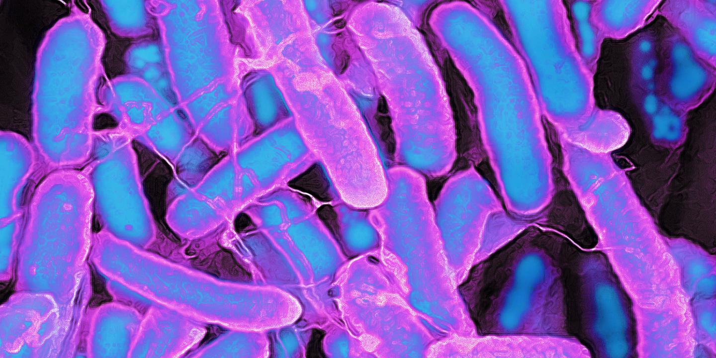Listériose, infections à « Campylobacter » ou salmonelle : les maladies d’origine alimentaire en hausse au niveau européen