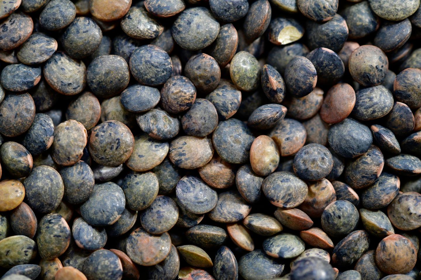 Dans le Gard, des légumineuses à la place des vignes