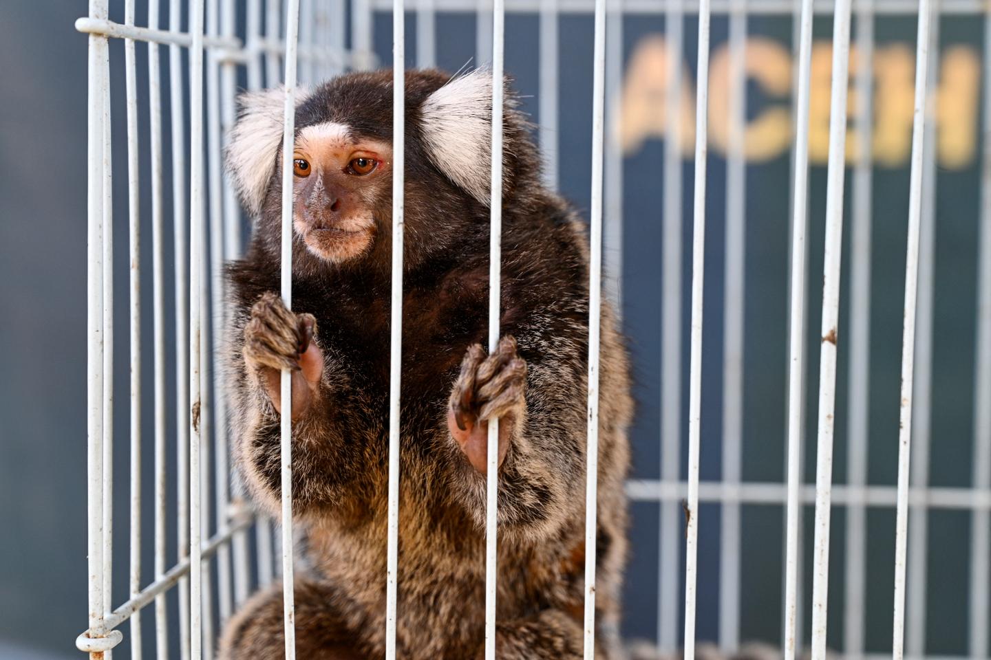 Le trafic d’animaux vivants a atteint de nouveaux records, selon Interpol Le trafic d’animaux vivants a atteint de nouveaux records, selon Interpol