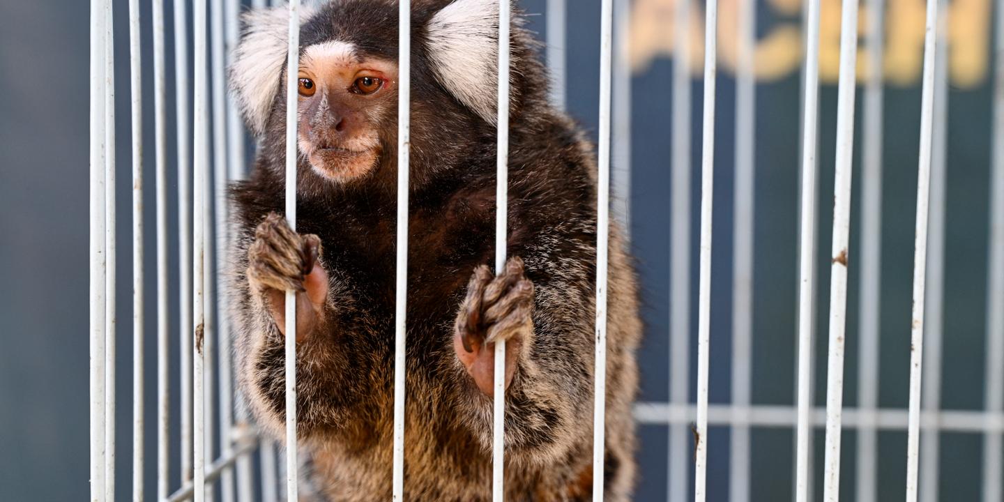 Le trafic d’animaux vivants a atteint de nouveaux records, selon Interpol