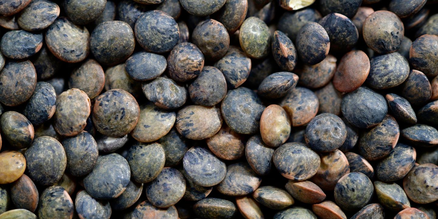 Dans le Gard, des légumineuses à la place des vignes