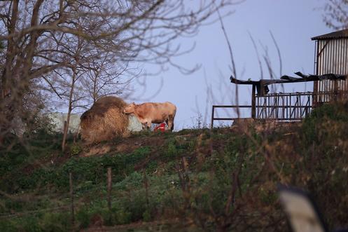 La ferme des Bordes-sur-Arize, en Ariège, le 12 décembre 2025.