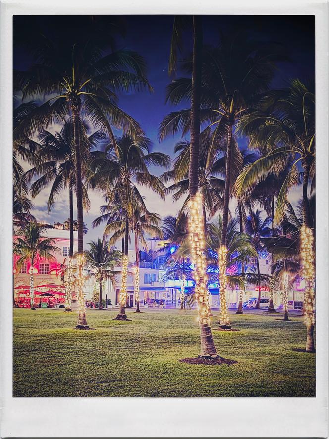 Palmiers de Noël, à South Beach, à Miami (Floride, Etats-Unis), le 5 décembre 2025. 