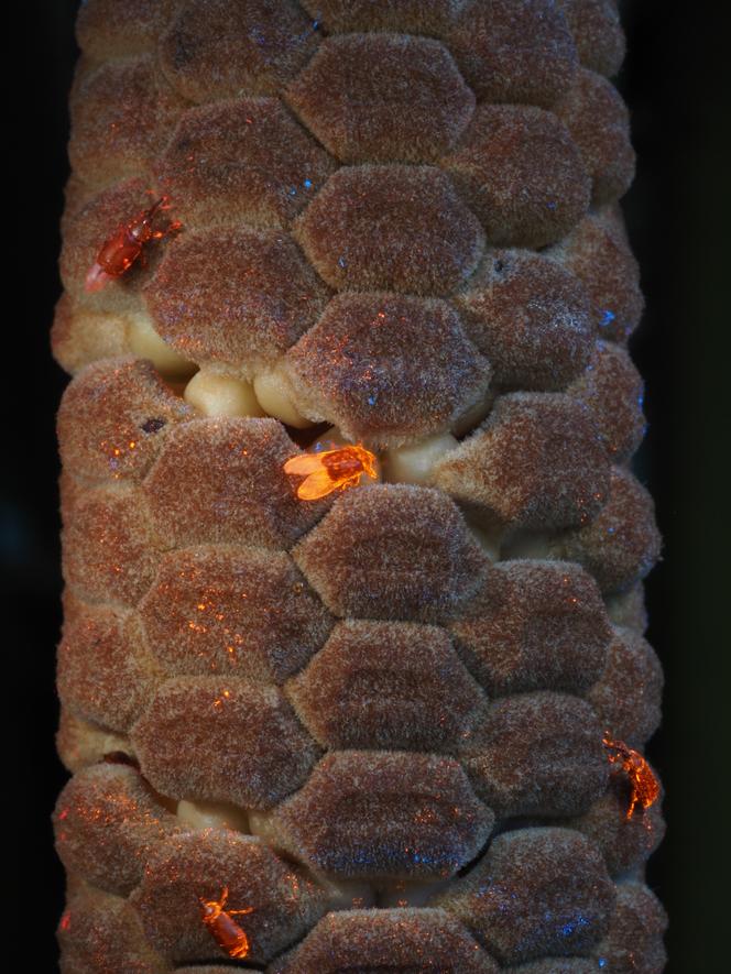Coléoptères de l’espèce « Rhopalotria furfuracea » recouverts de colorants fluorescents aux UV. Le coléoptère au centre s’approche de l’entrée d’un cône femelle du « Zamia furfuracea », dont les cônes produisent de la chaleur pendant la pollinisation. 