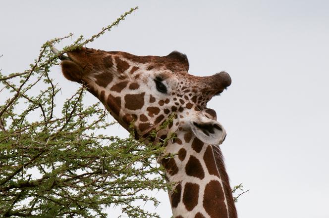 Une girafe, dans la Réserve nationale de Samburu, au Kenya, le 17 septembre 2019.