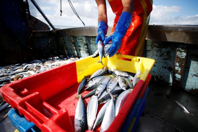 Prises de maquereaux à bord d’un chalutier, au large des côtes de Ouistreham (Calvados), le 31 juillet 2018.