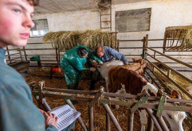 Vaccination contre la dermatose nodulaire au Gaec de la Prairie, à Vadans (Haute-Saône), le 17 octobre 2025.
