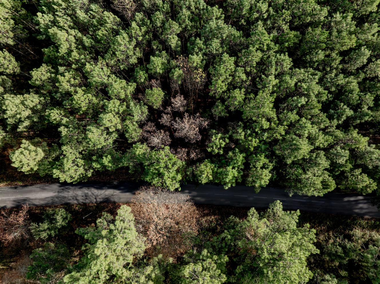 La forêt des Landes menacée par un ver ravageur : « Les incendies, on sait les éteindre, mais le nématode du pin, on ne sait pas vraiment comment l’arrêter »